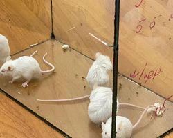 Ветеринарная лаборатория глазами студентов в рамках "Экскурс в профессию"